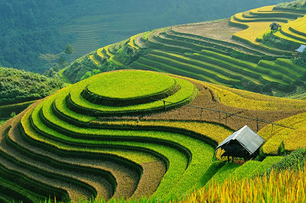 Sapa rice terraces with mountains backdrop