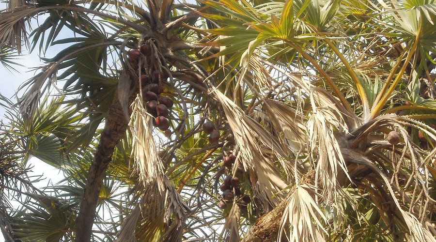 Hoka palm trees lining Ahmedpur Mandvi Beach