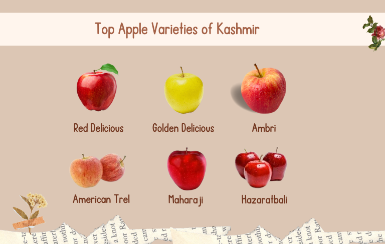 Different Kashmiri apple varieties displayed in Sopore
