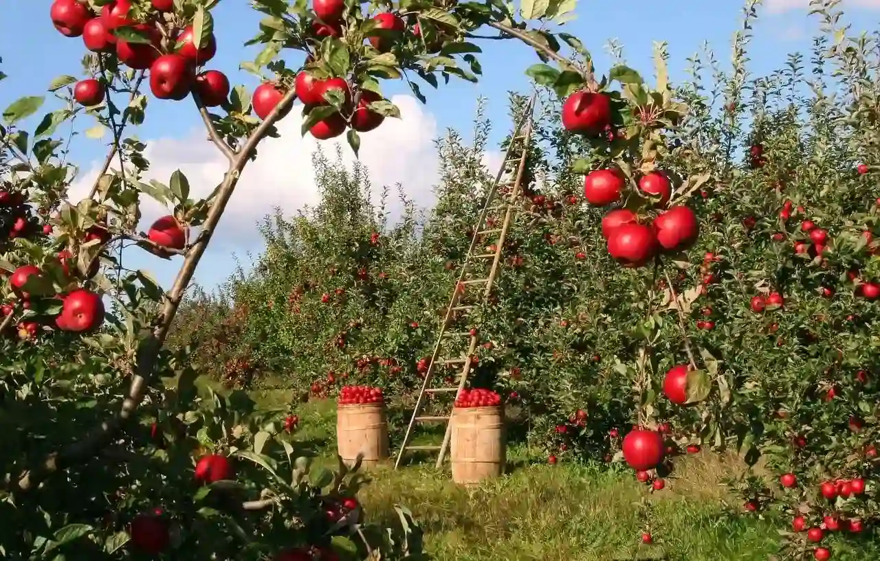 Wide view of apple orchards in Sopore Kashmir