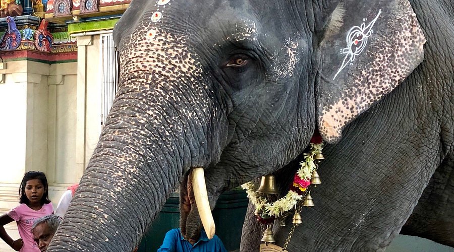 Temple elephant blessing devotees at Manakula Vinayagar Temple