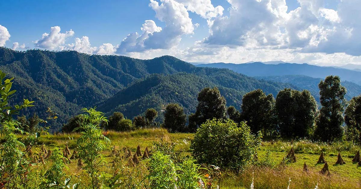Forest road inside Binsar Wildlife Sanctuary in Uttarakhand