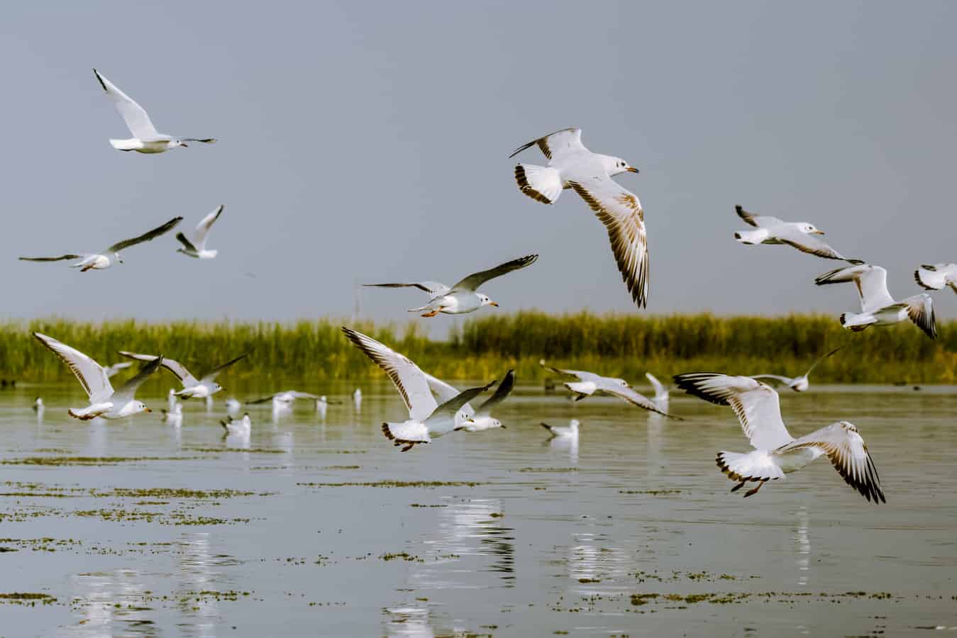Morning birdwatching session at a wetland sanctuary in Delhi
