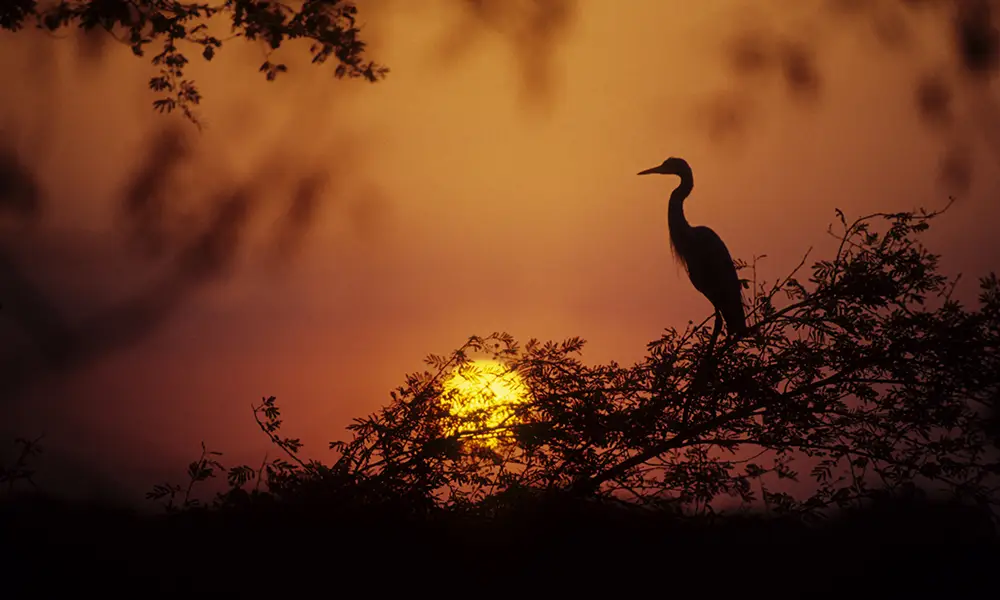 Birdwatcher observing wetland birds at sunrise in India