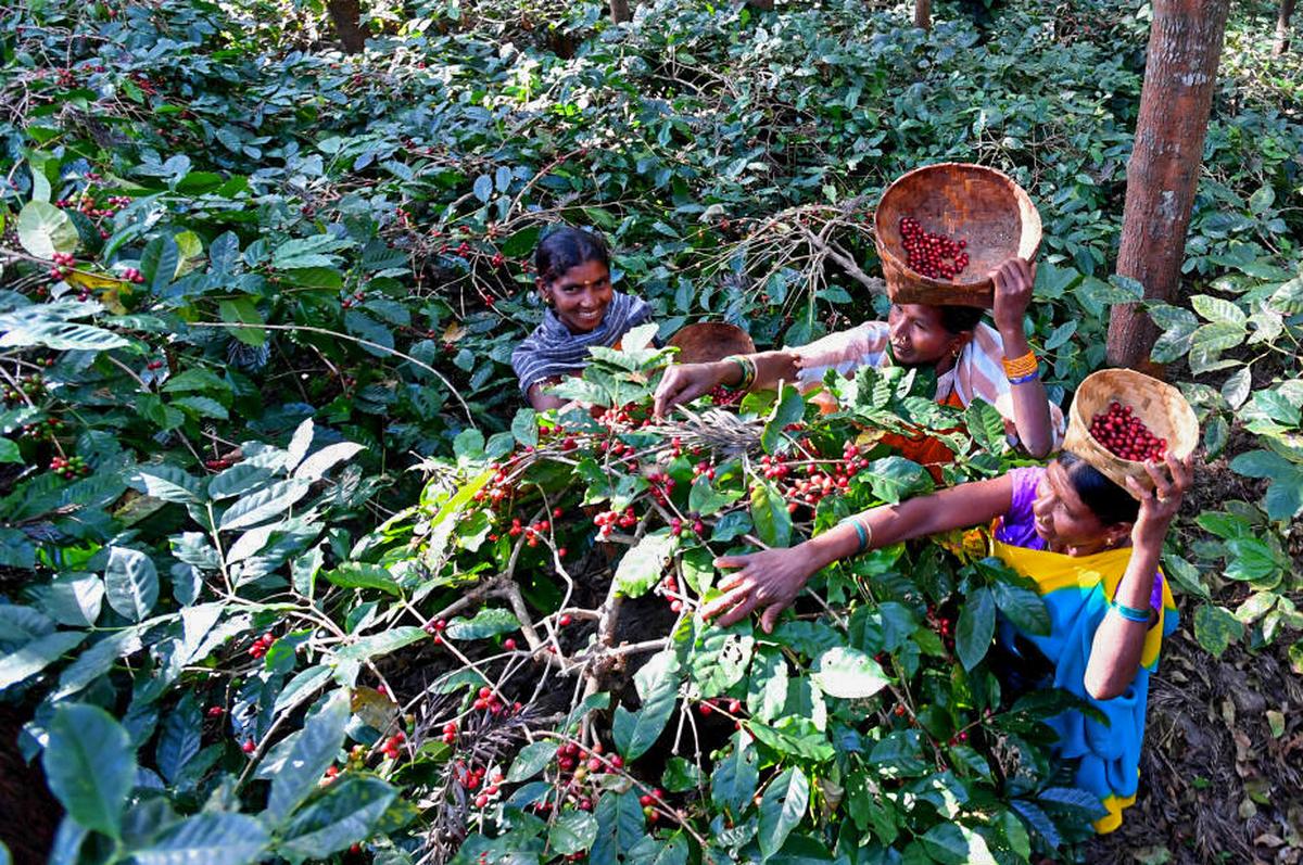 Fresh filter coffee being prepared in Visakhapatnam cafe