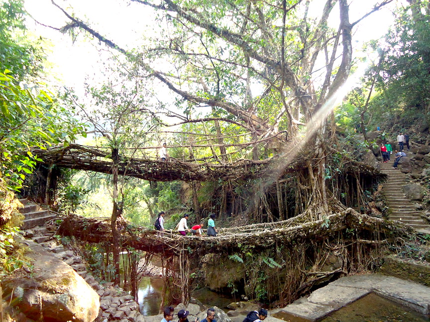 Double Decker Root Bridge Cherrapunji
