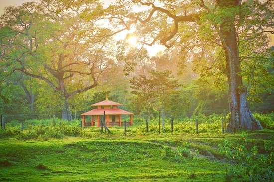 Forest and grassland landscape in Chitwan National Park