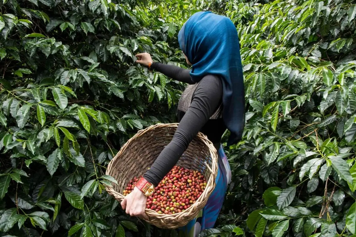 Coffee tasting session at plantation