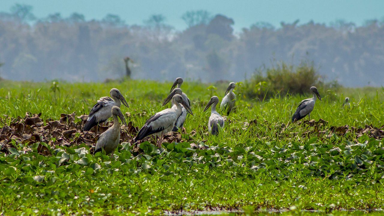 Dibru-Saikhowa National Park wetland landscape