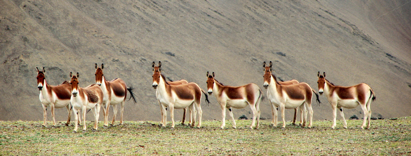 High-altitude valley landscape showing Ladakh wildlife habitat