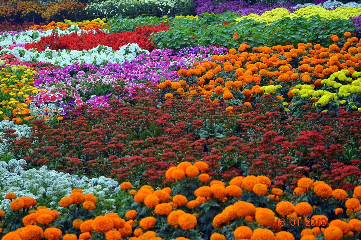 Gandhi Udyan Park Raipur with lawns, pathways and city greenery