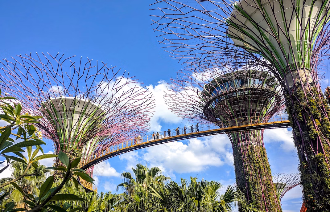 OCBC Skyway walkway between Supertrees at night