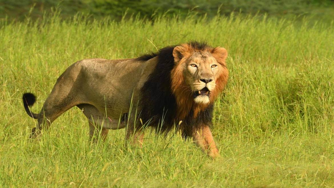 Asiatic lion in Gir National Park