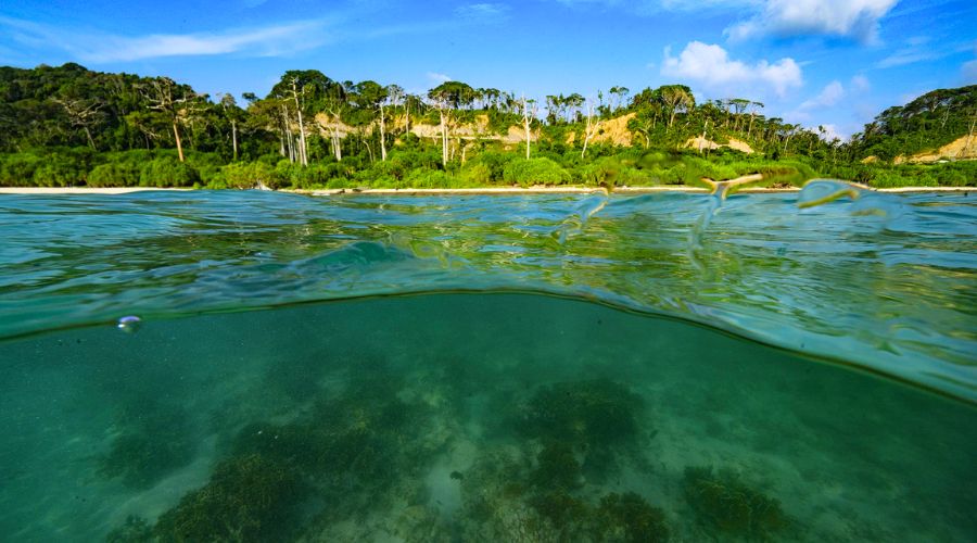 Tropical forest and coastline ecosystem in Andaman and Nicobar region