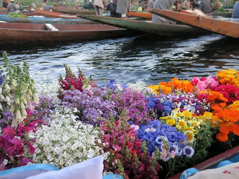 Floating gardens and local boats on Dal Lake
