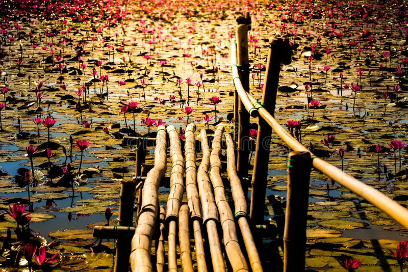 Bamboo trail and hanging bridge photo point near Gulawat Lotus Valley