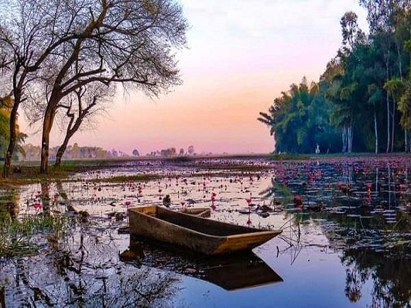 Sunrise light over lotus blooms at Gulawat Lotus Valley near Indore