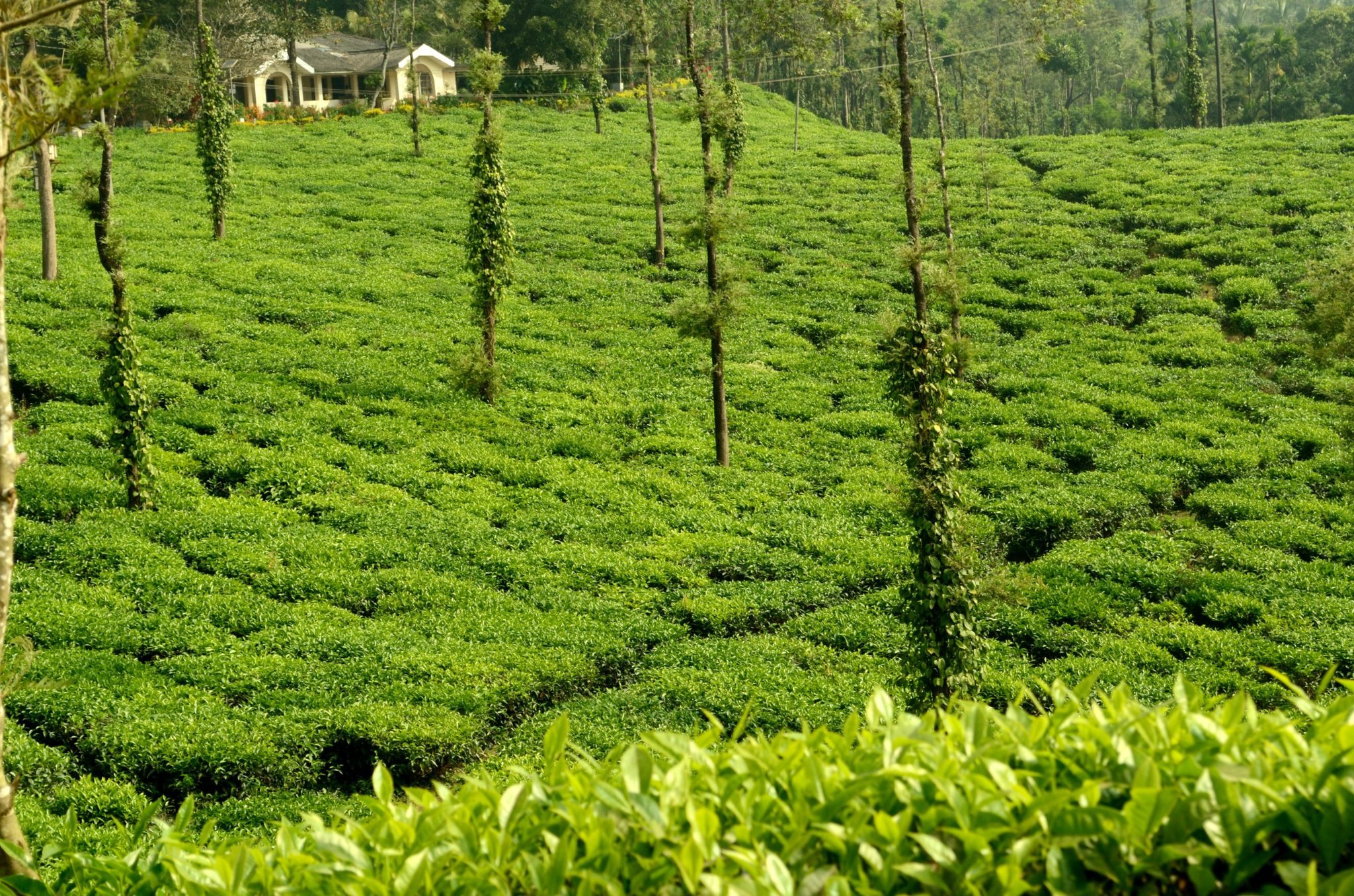 Coffee plantation and hillside route near Kannur weekend trips
