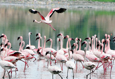 Birdlife near Kaylana Lake Jodhpur