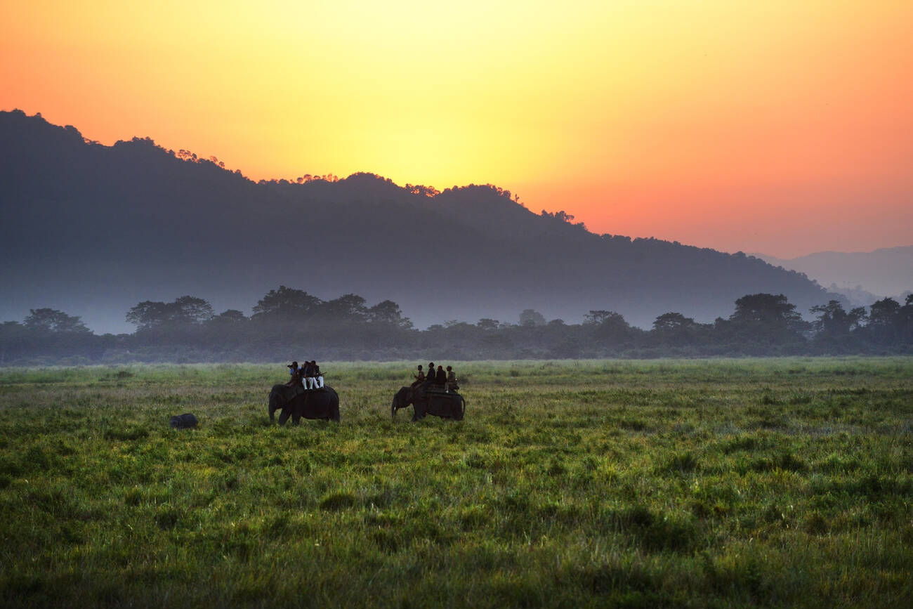 Kaziranga National Park landscape with rhinoceros