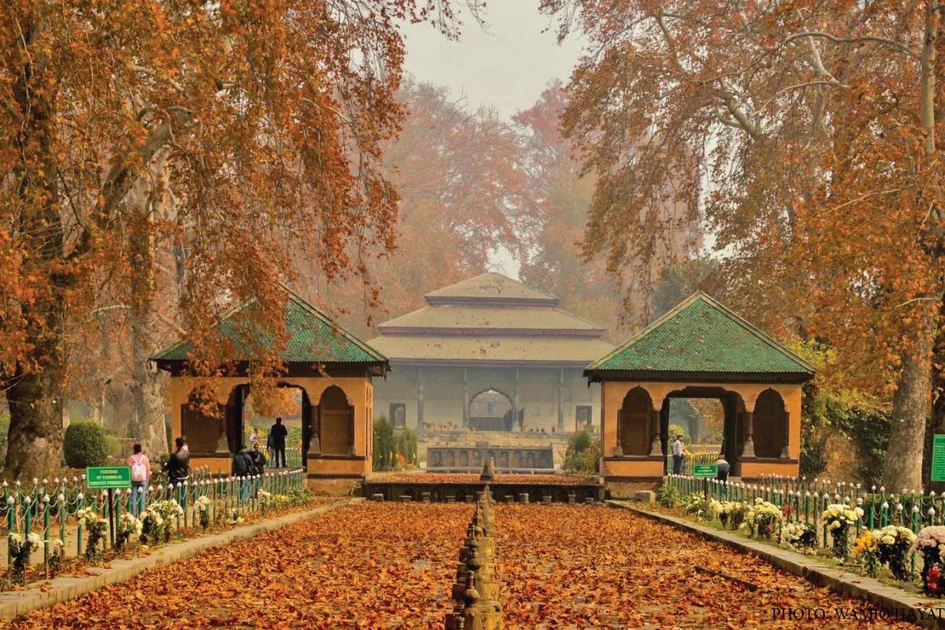 Mughal Gardens in autumn with golden chinar trees