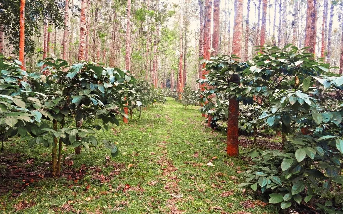 Coffee plantation in Coorg