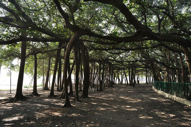 Walking trails and plant collections in Acharya Bose Botanical Garden
