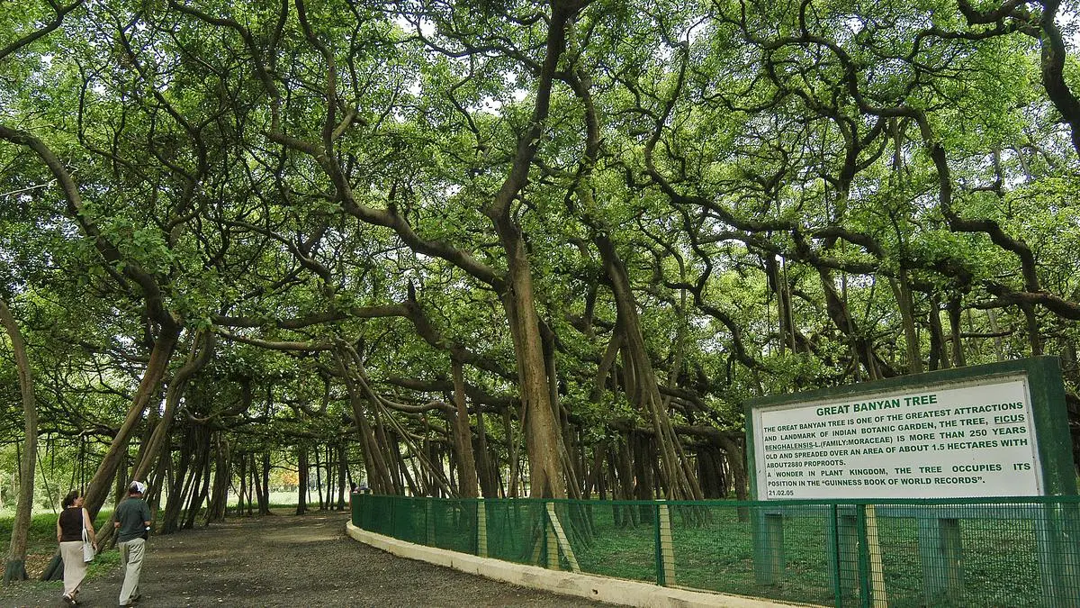Great Banyan Tree canopy overview in Howrah Botanical Garden