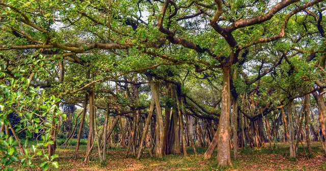 Historical growth pattern and prop roots of Great Banyan Tree