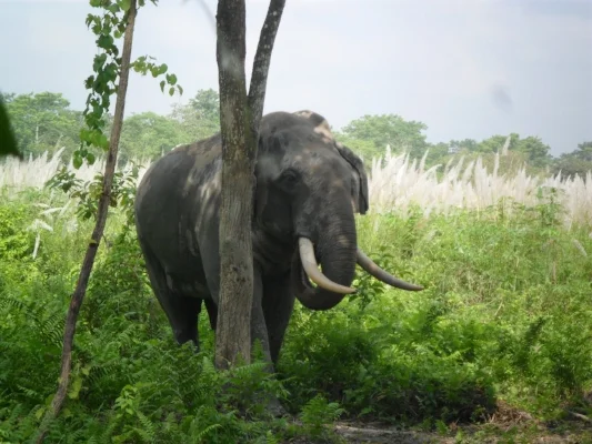 Asian elephants in Orang National Park