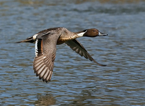Birdwatching at Ousteri Lake Puducherry