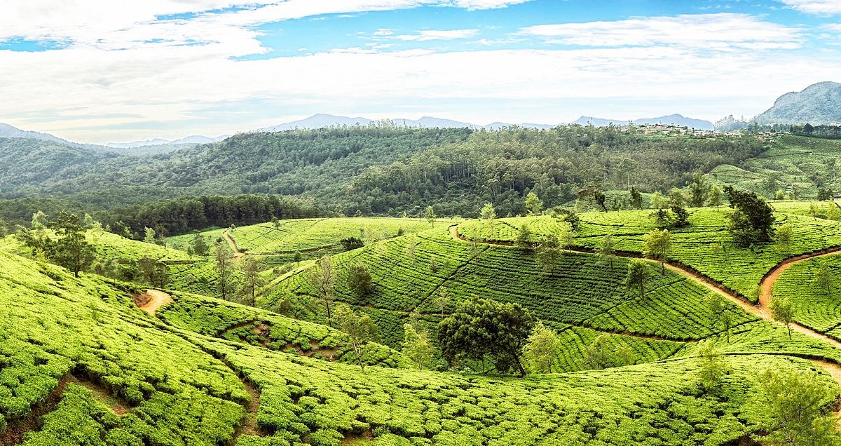 Sri Lanka coastline with palm trees and turquoise water