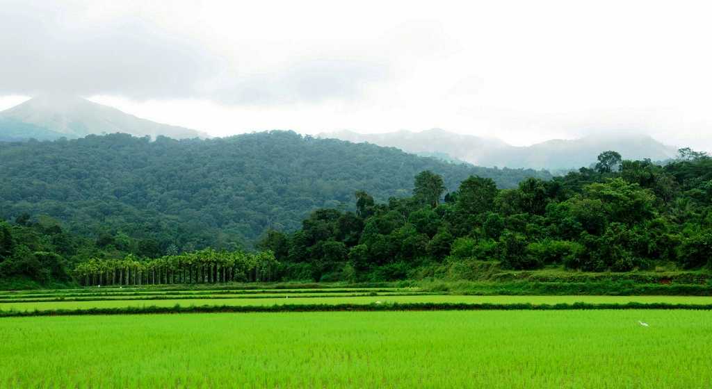 Misty monsoon landscape in Karnataka