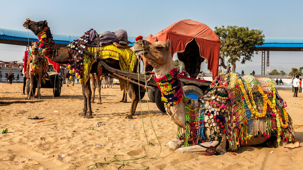 Pushkar Mela festival grounds and desert fair atmosphere