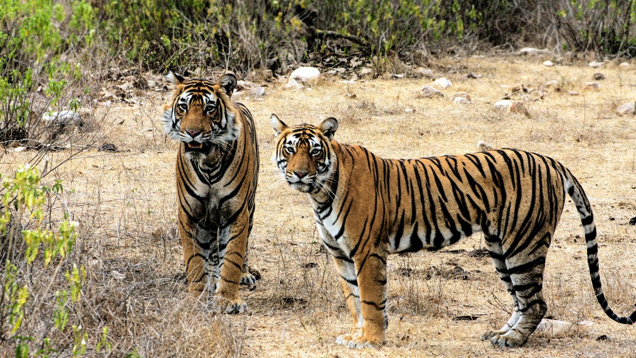 Sariska Tiger Reserve: Complete Safari Travel Guide