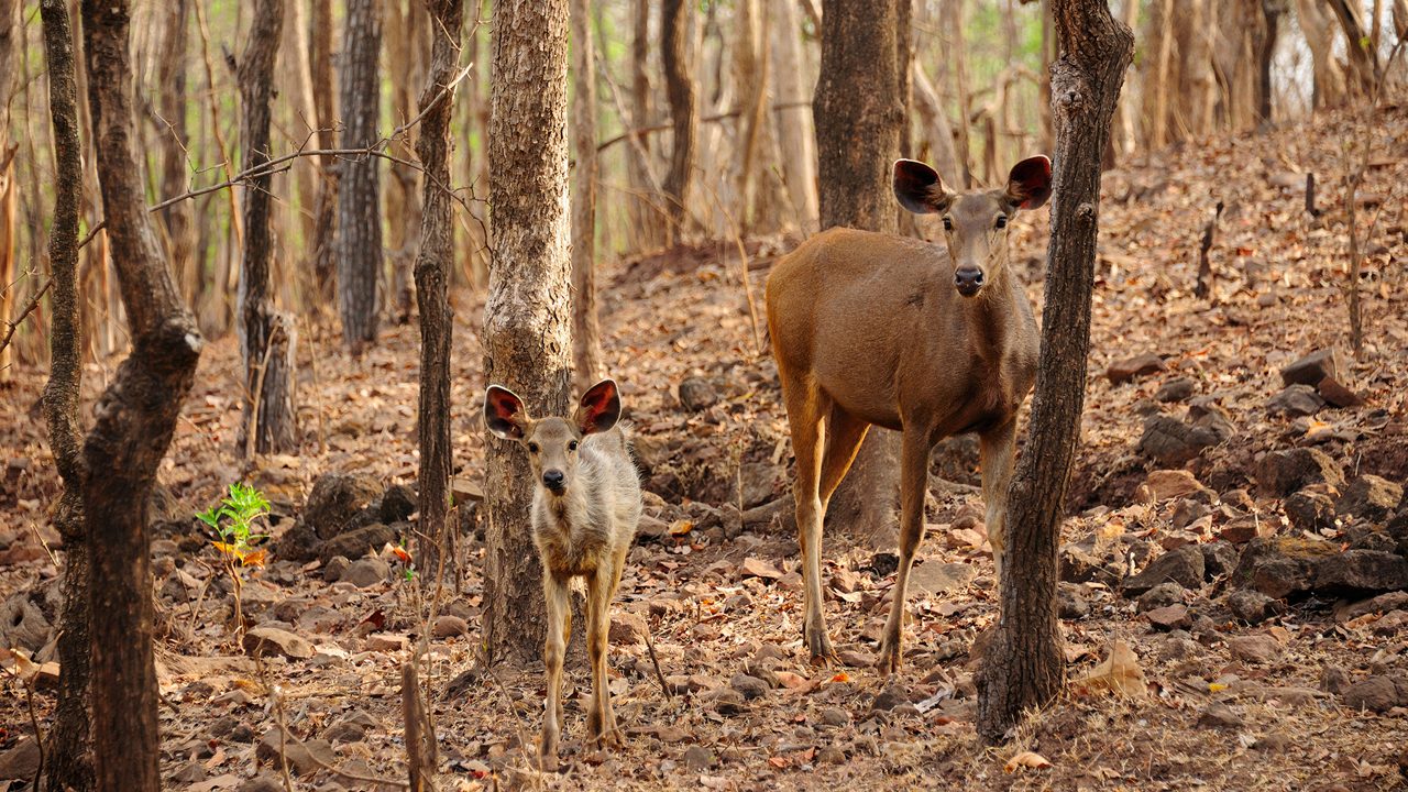 Satmaliya Deer Park Silvassa wildlife safari