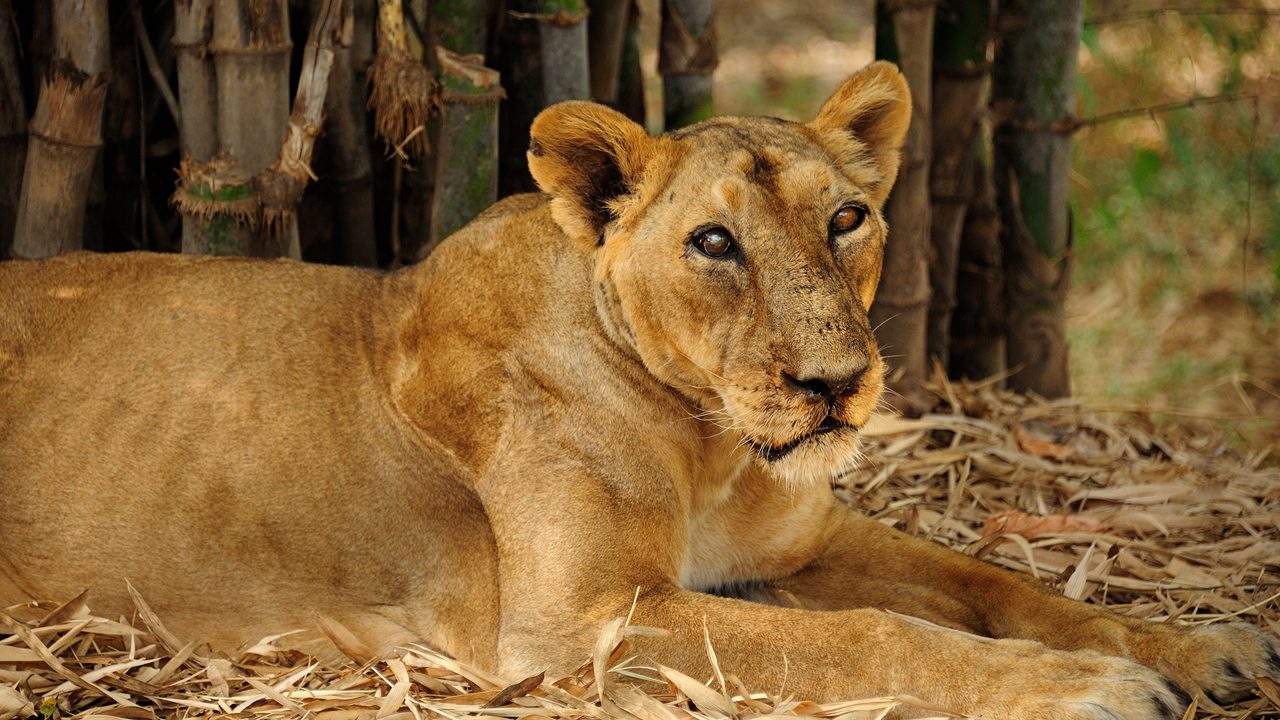 Vasona Lion Safari Silvassa Dadra Nagar Haveli