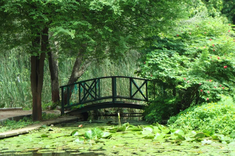 Evening food and market atmosphere at Law Garden Ahmedabad