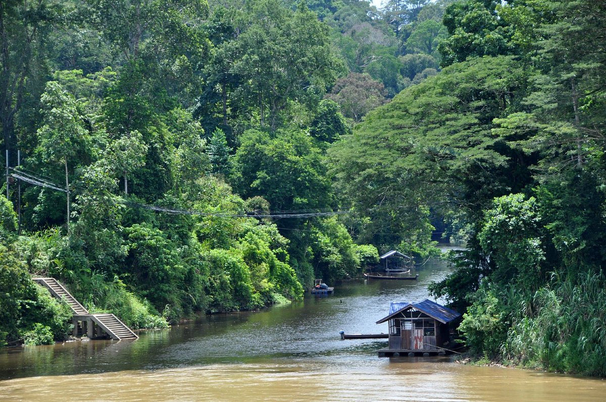 Dense rainforest trail in Taman Negara National Park Malaysia