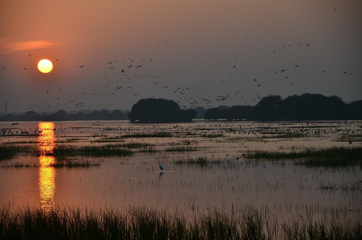 Thol Lake wetland landscape near Ahmedabad with birds and open water zones