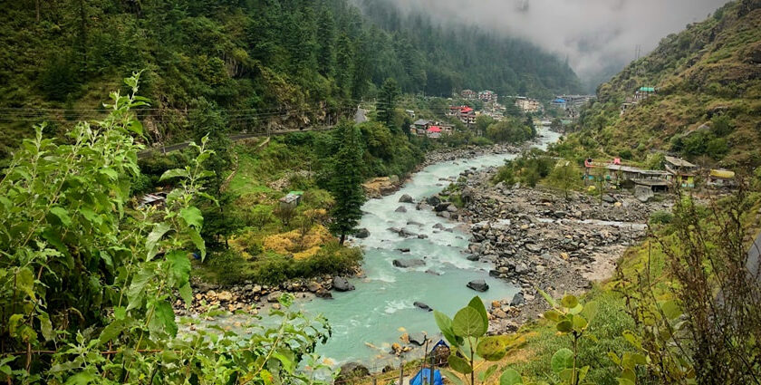 Pine forest trekking trail near Kasauli in Himachal Pradesh