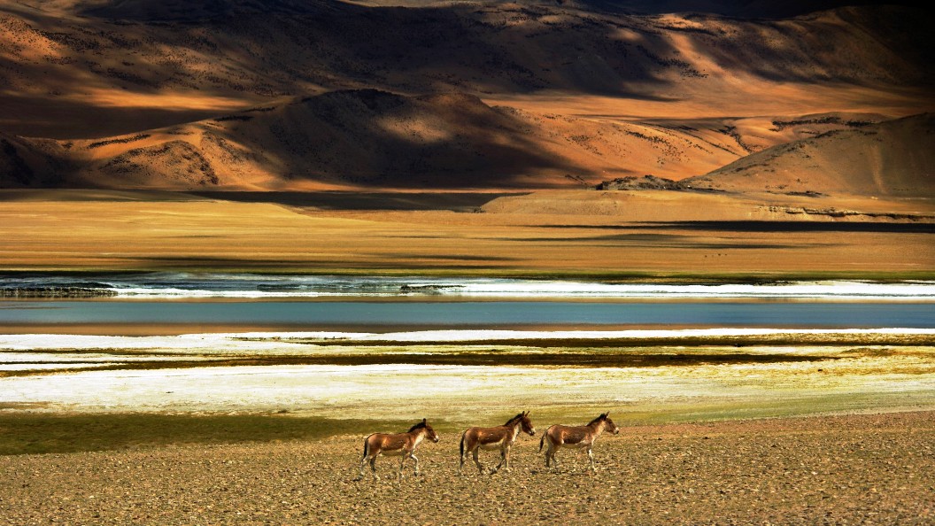 Panoramic view of Tso Kar Lake in Ladakh cold desert landscape