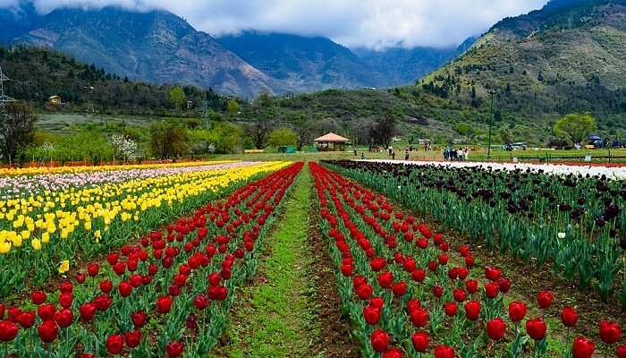 Colorful tulip beds at Srinagar tulip garden with Zabarwan hills backdrop