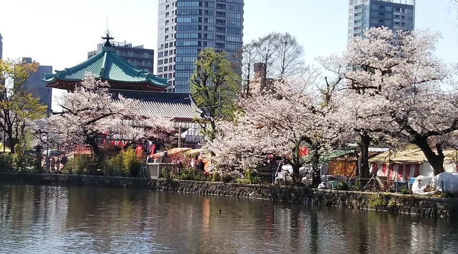Shinobazu Pond boating and lotus zone in Ueno Park