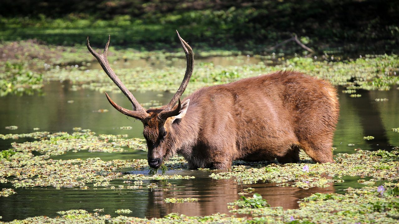 Wildlife trail and enclosure zone inside Van Vihar National Park Bhopal